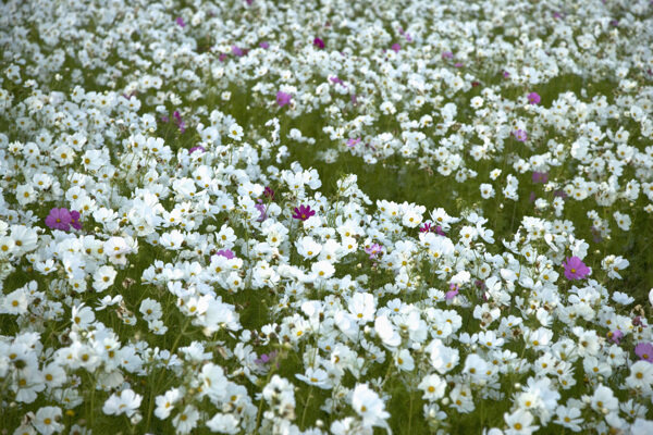 白色的雏菊花海图片图片