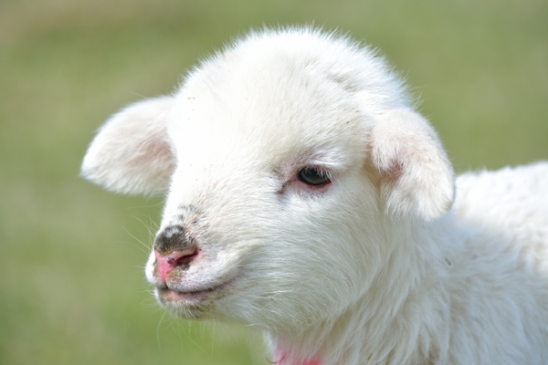 可爱小羊羔图片