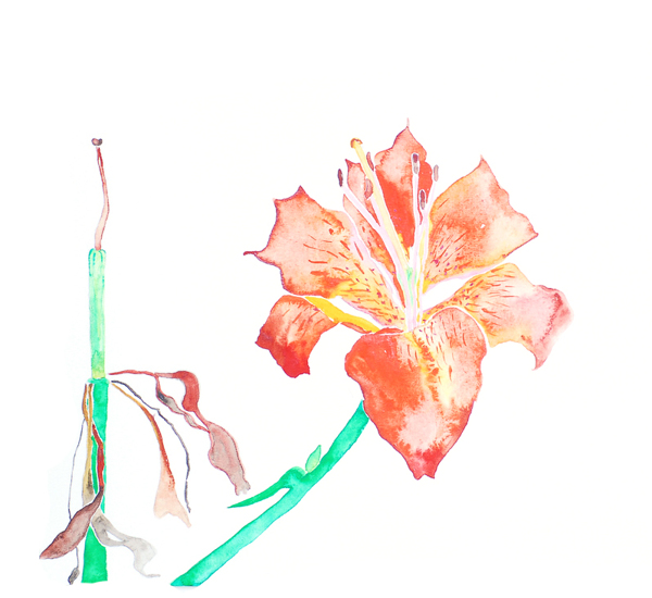 位圖植物寫(xiě)意花卉花朵百合免費(fèi)素材