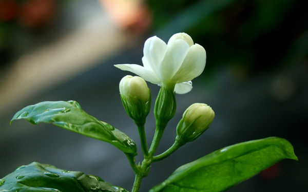 位圖植物花朵寫實(shí)花卉野花免費(fèi)素材