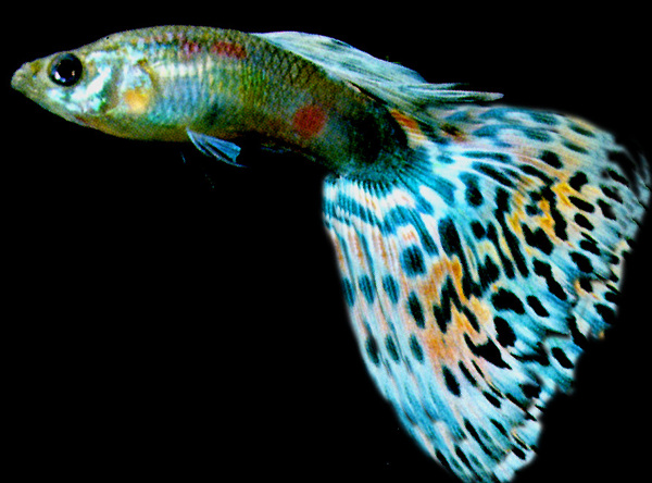 動(dòng)物魚類3d模型動(dòng)植物模型免費(fèi)下載動(dòng)物3d模型21