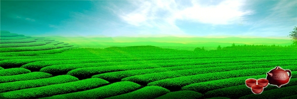 茶山圖片