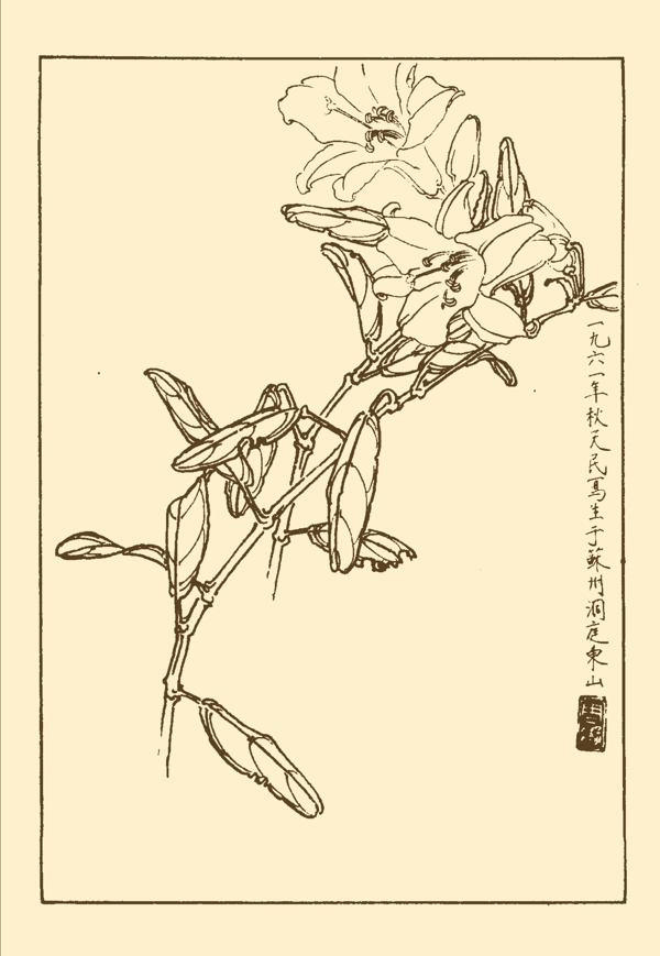 百合圖片