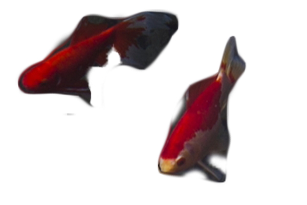 两只红色美丽观赏鱼