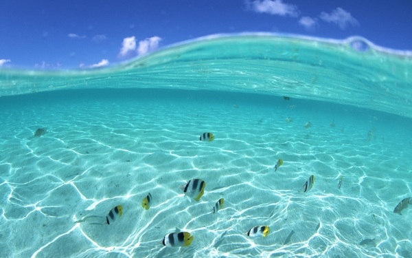 海底魚圖片