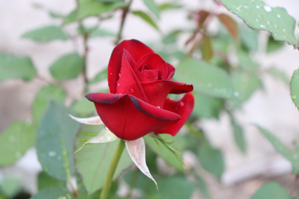 玫瑰花月季花