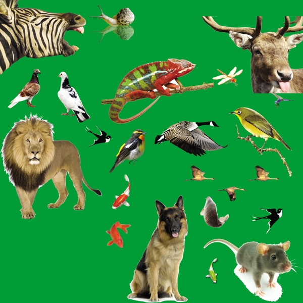 動物圖片