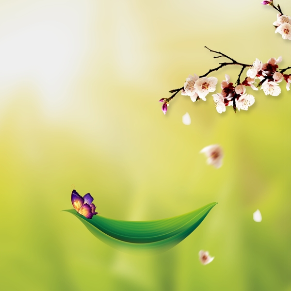 绿叶小舟彩色蝴蝶花朵花苞花瓣绿色背景素材