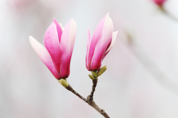 高清紫玉兰花图片
