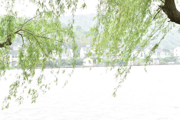 嘉兴南北湖湖面风光岸边柳树摄影