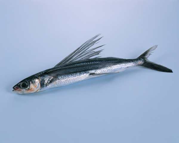 海魚圖片