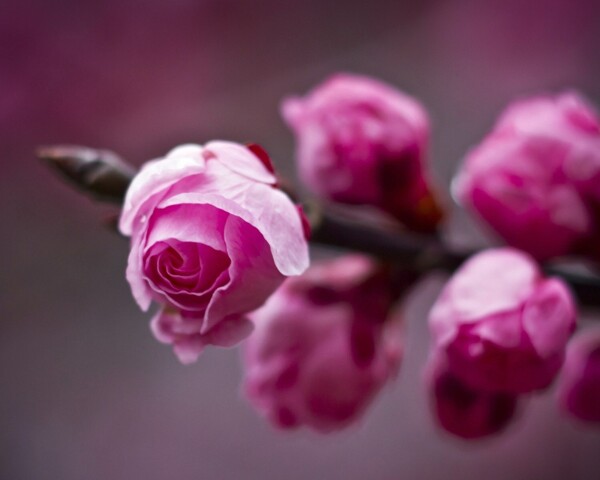 花蕾圖片