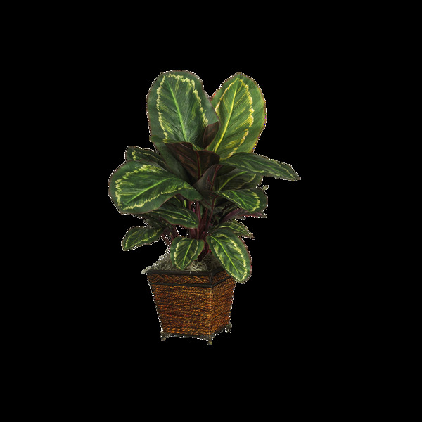 盆栽綠葉綠植高清素材