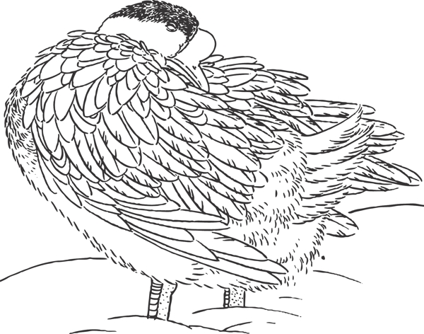 鳥