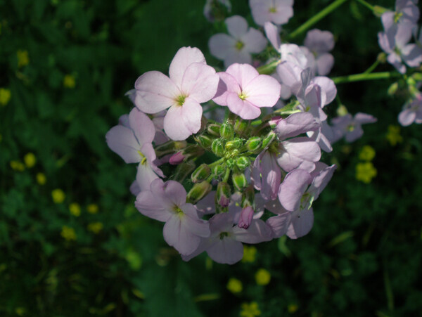 位圖寫實(shí)花卉植物花朵小桃花免費(fèi)素材