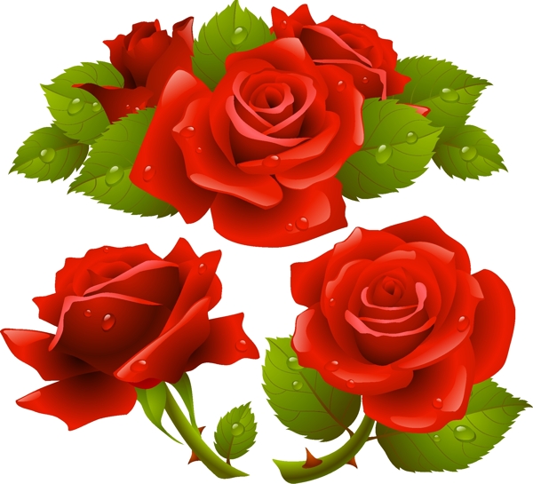 月季花卉