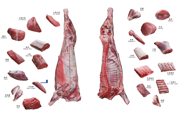 牛肉分割及部位图