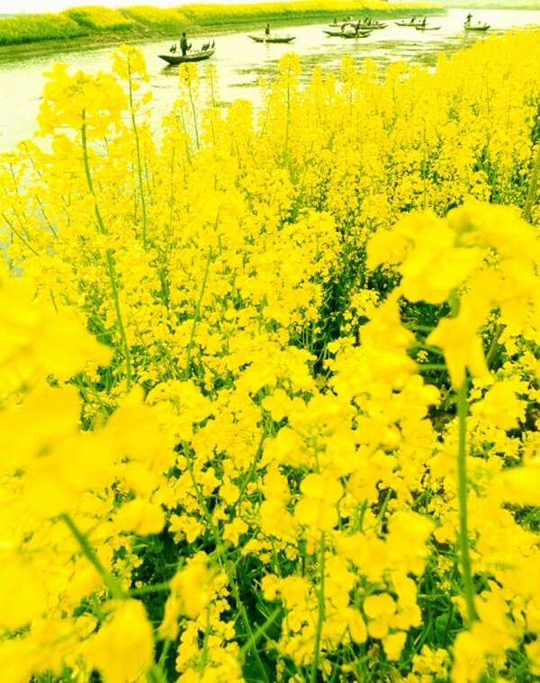 油菜花