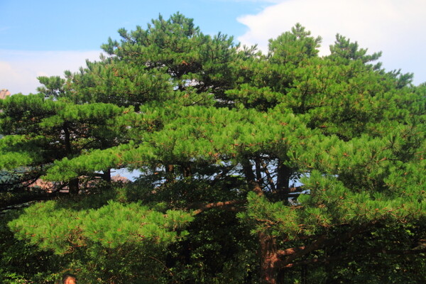 黃山黑虎松圖片