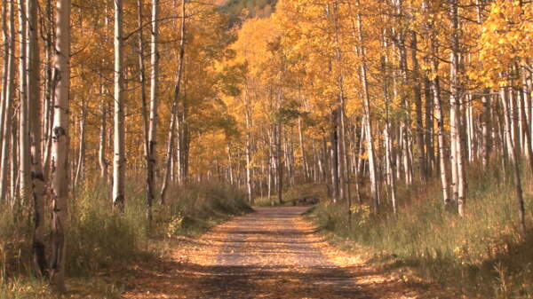 在秋天的树林股票视频路径视频免费下载