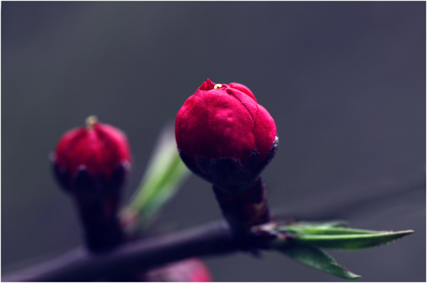 花骨朵圖片
