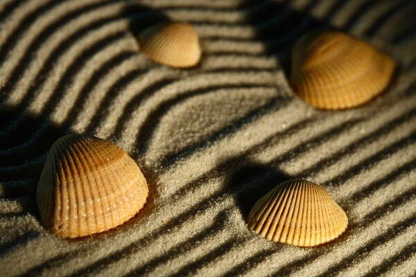 沙子和贝壳图片