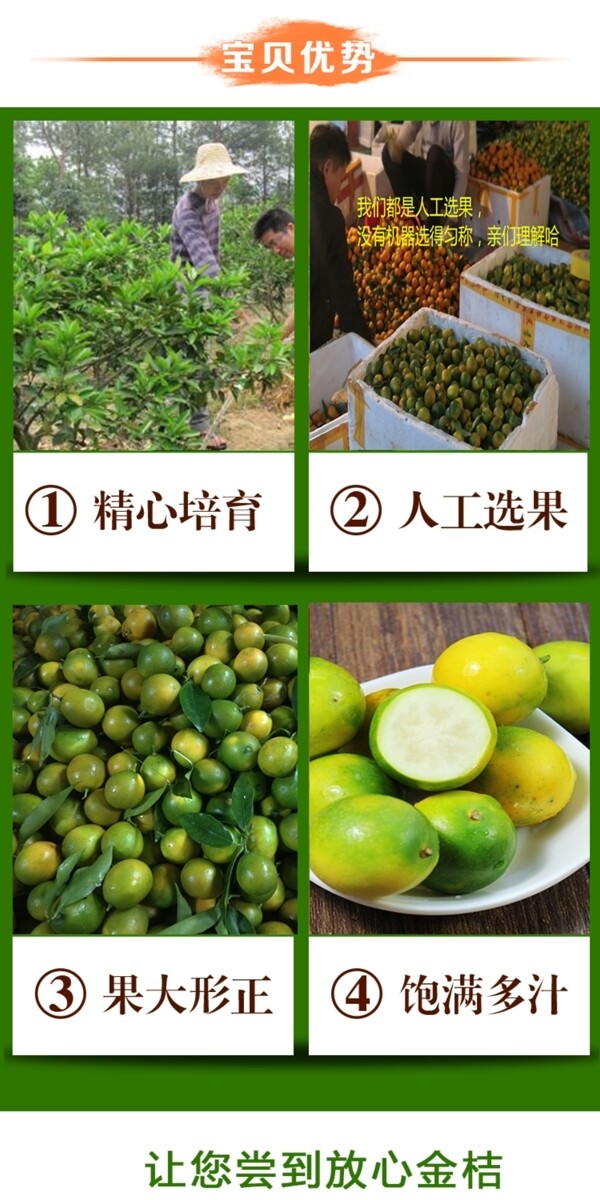 金桔