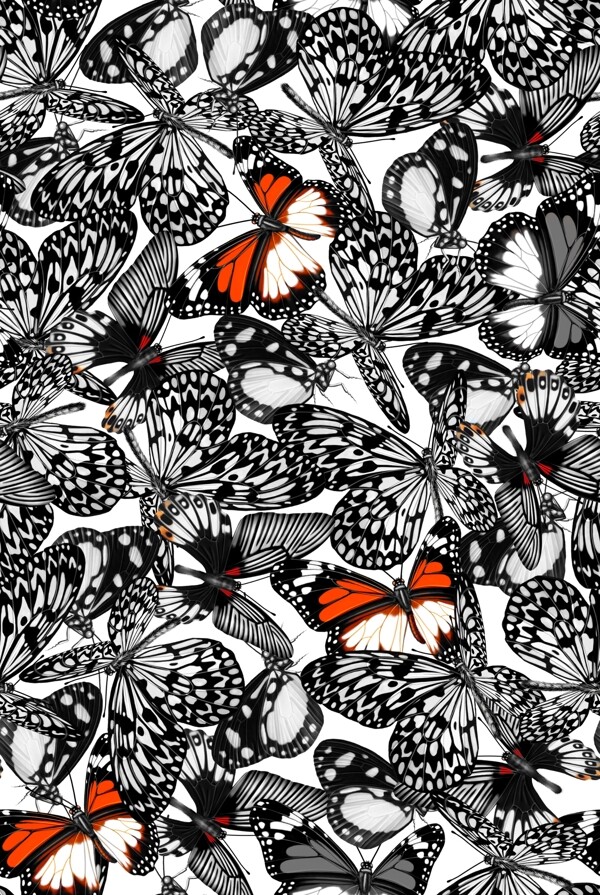 黑白蝴蝶昆虫抽象循环