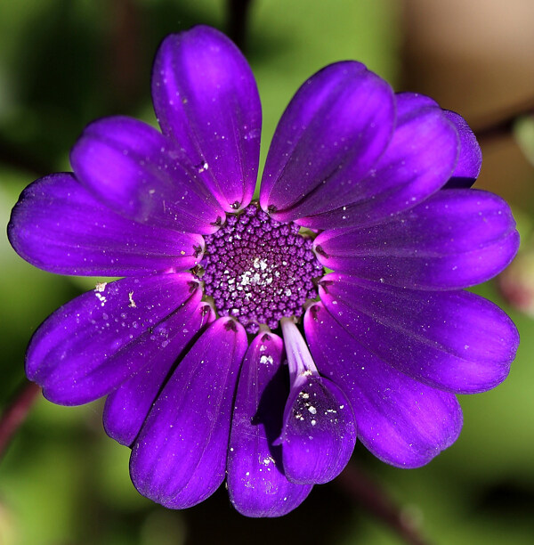 位圖植物攝影寫實(shí)花卉花朵數(shù)碼照片免費(fèi)素材
