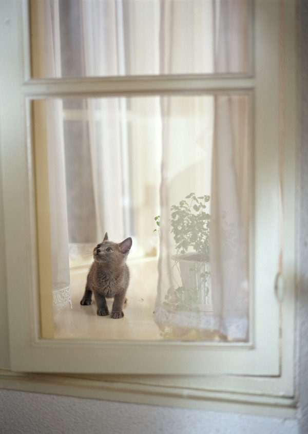 窗户上的小猫