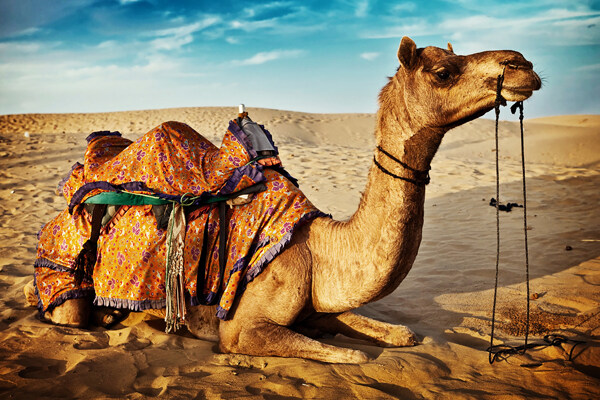 高清骆驼图丝绸之路图片