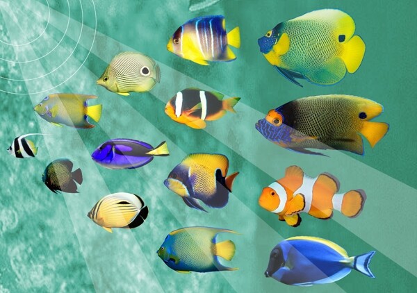 海底生物魚圖片