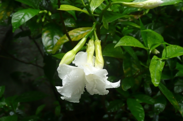 鮮花圖片