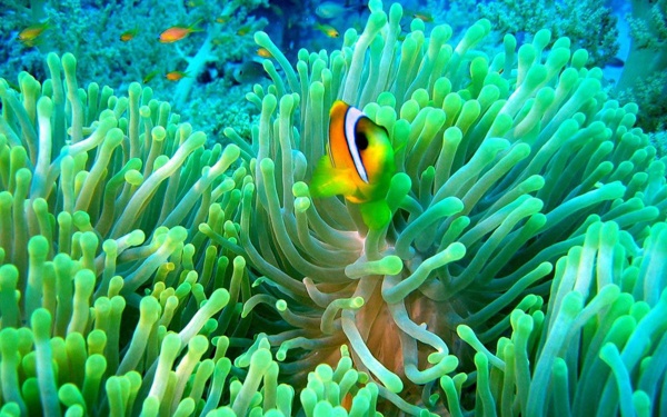 海底世界圖片