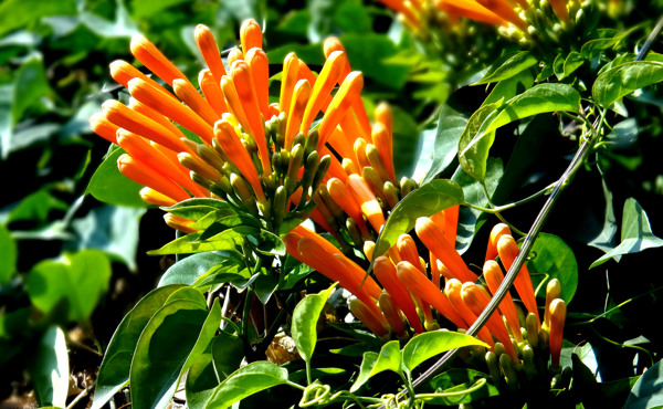 炮仗花圖片