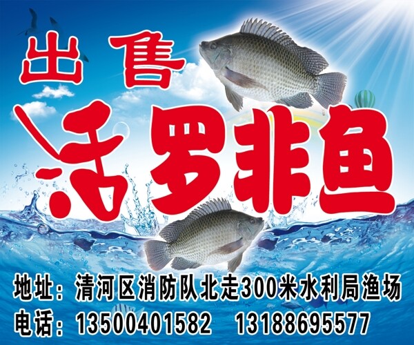羅非魚圖片