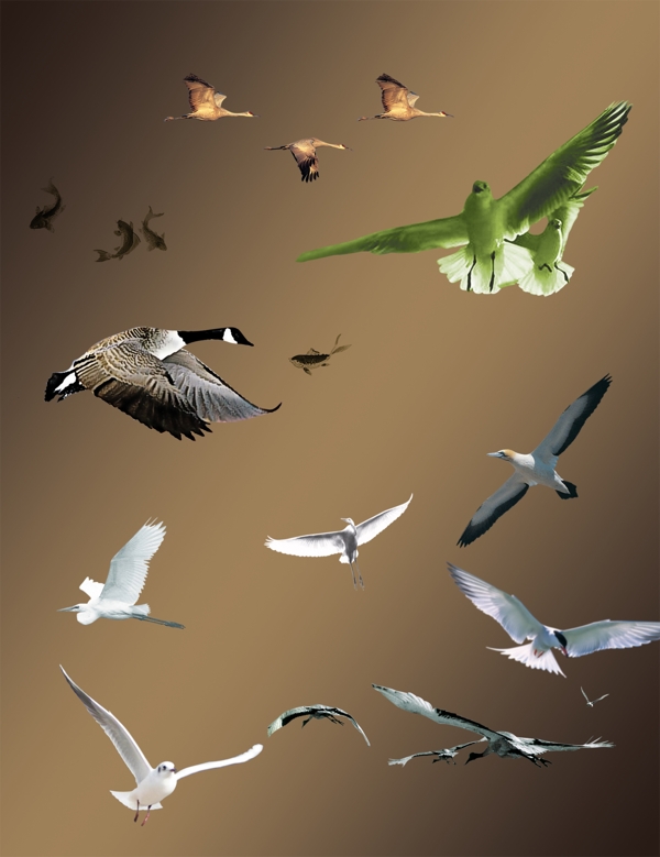 鳥圖片