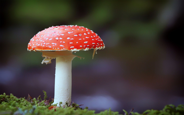 神秘的蘑菇
