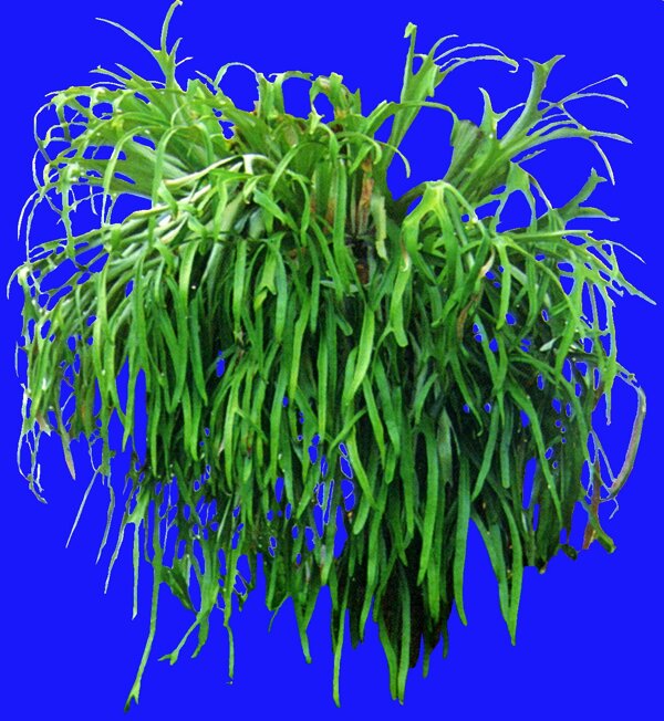 植物貼圖素材JPG1112