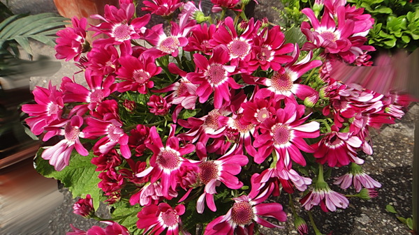 春天的花朵圖片