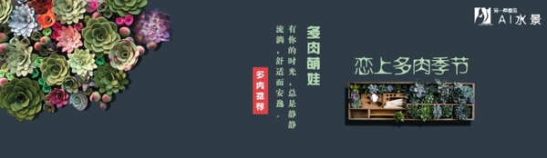 多肉banner圖片