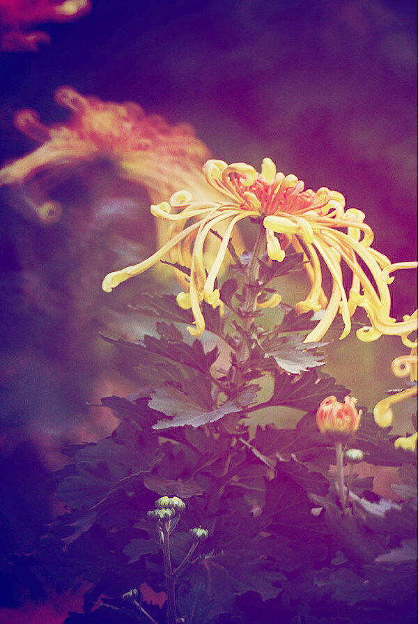位圖植物花朵寫實花卉菊花免費素材