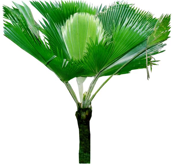 植物素材30棕樹素材030B69