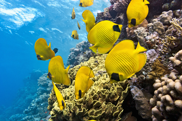 海底里的黃色魚圖片