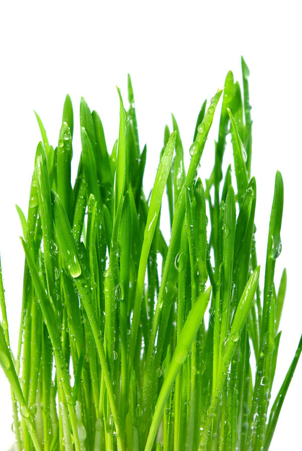 韭菜圖片