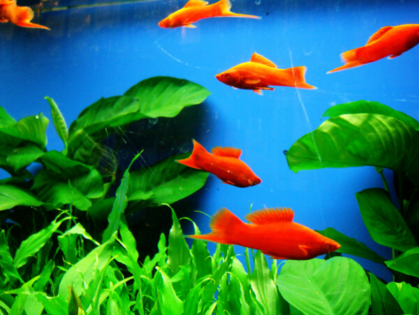 熱帶魚圖片
