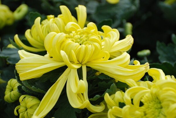 菊花圖片
