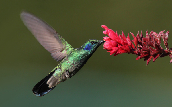 绿紫耳蜂鸟图片