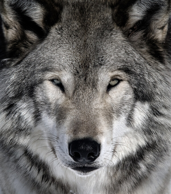 狼的图片凶猛的狼头高清图片下载