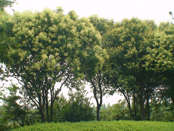 女貞花圖片